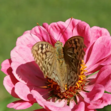 Szálloda Iris Órmosz Panajász