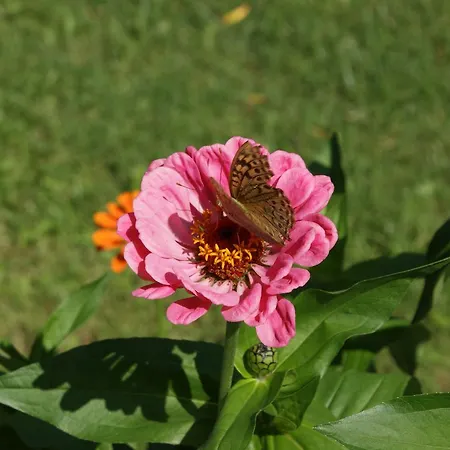 Szálloda Iris Órmosz Panajász